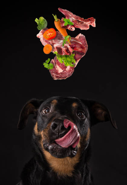 rottweiler con lengua cansada. concepto de comida barf - the vomiting of blood fotografías e imágenes de stock