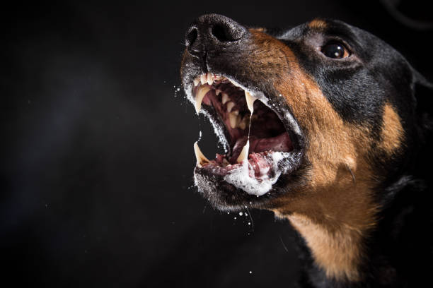 Ferocious Rottweiler barking mad on black background stock photo