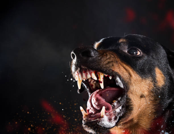 istock Ferocious Rottweiler barking mad on black background 882390470