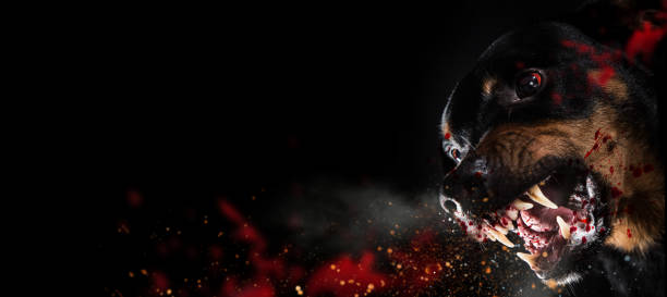 istock Ferocious Rottweiler barking mad on black background 882390520