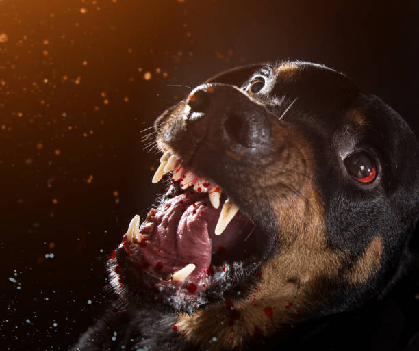 istock Ferocious Rottweiler barking mad on black background 882390572
