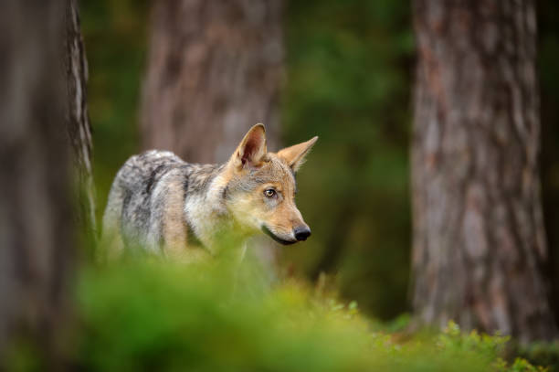 オオカミの森に立って - red wolf ストックフォトと画像