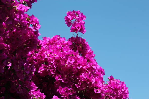istock bougainvillea flowers 882398104