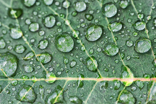 A rose leaf with raindrops on its surface.