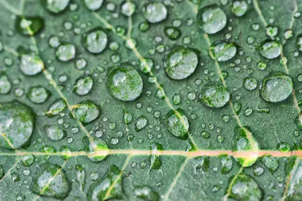 Photo of Rose leaf with rain drops