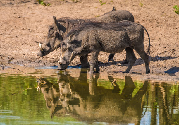 Warthogs taking a mud bath in a waterhole, Khama Rhino Sanctuary, Serowe, Botswana