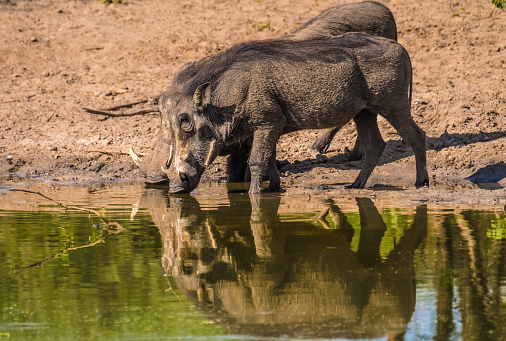 Warthogs taking a mud bath in a waterhole, Khama Rhino Sanctuary, Serowe, Botswana