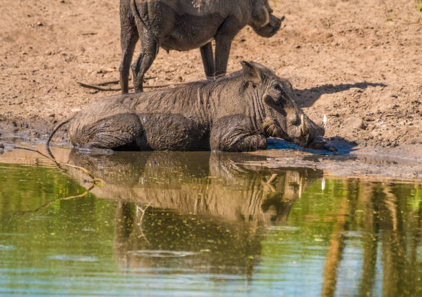 Warthogs taking a mud bath in a waterhole, Khama Rhino Sanctuary, Serowe, Botswana