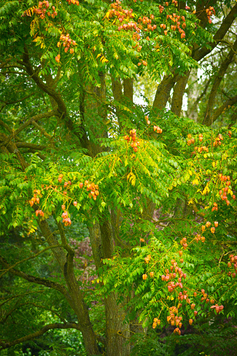 A formal garden with a flowering Golen Rain tree on a formal lawn.