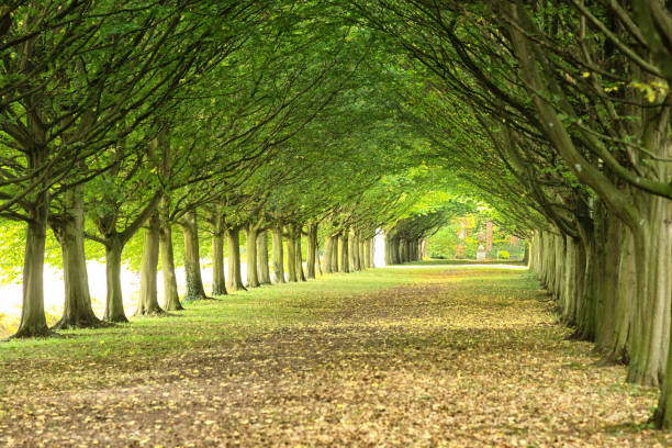 istock Tunnel through bushes in a formal garden 882408574