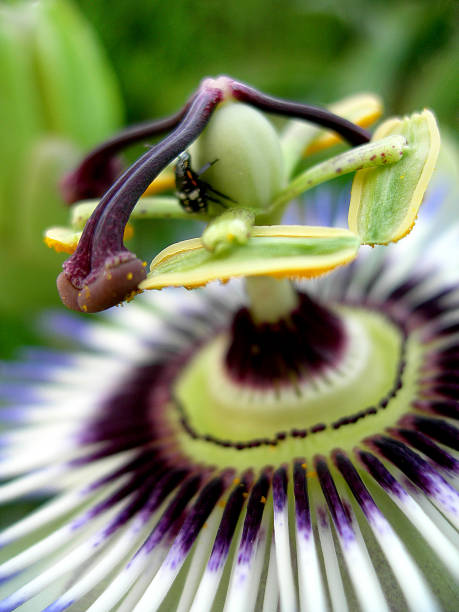 passionflower - flower purple twin blossom imagens e fotografias de stock