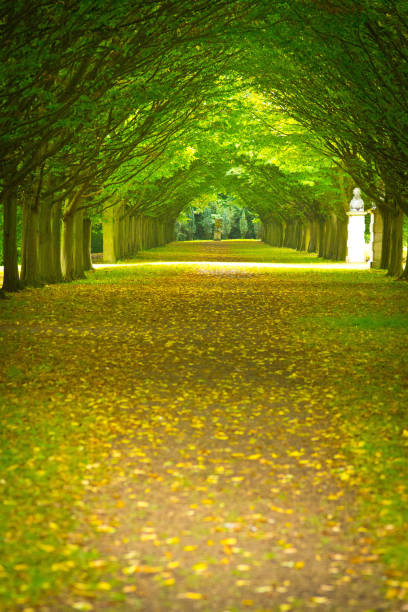 istock Tunnel through bushes in a formal garden 882410798