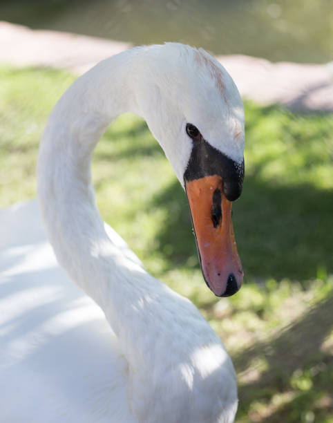 istock White swan in the zoo 882411238