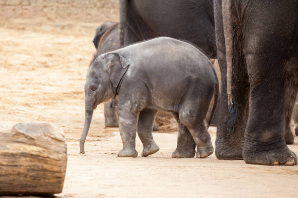 istock a baby elephant stays in a herd of elephants 882412150