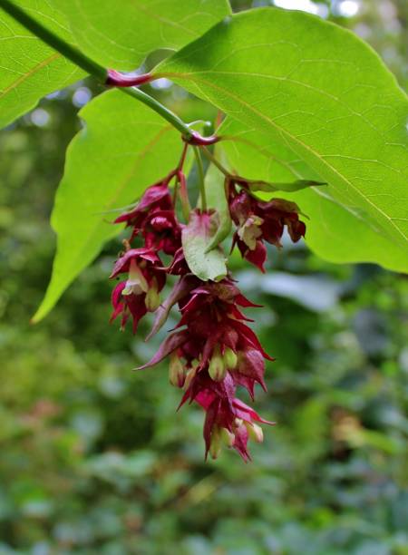 Himalayan Honeysuckle Flower with Big Green Leaves Himalayan Honeysuckle Flower with Big Green Leaves leycesteria formosa stock pictures, royalty-free photos & images