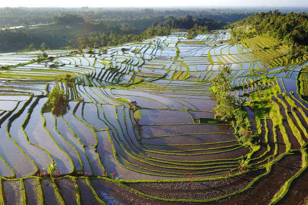 istock Aerial view of Bali Rice Terraces. 882416092