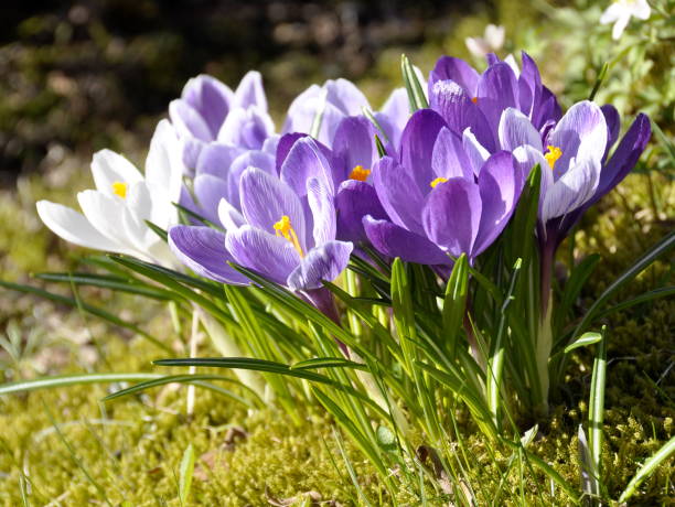 Crocus White and purple crocuses flowering in early spring saffron plant stock pictures, royalty-free photos & images