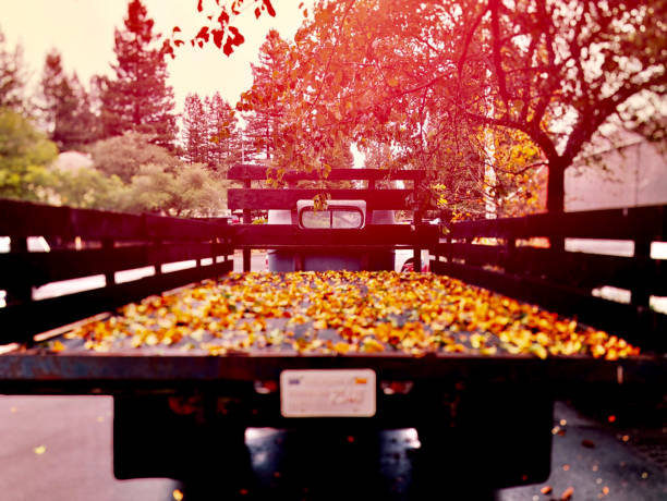 Old pick up truck, flat bed, autumn