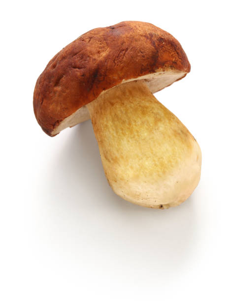 fresh porcini cep mushroom