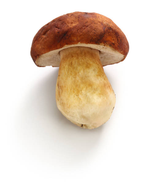 istock fresh porcini cep mushroom 882430756