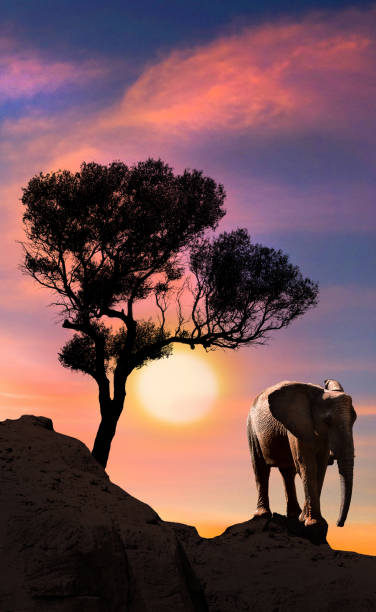 istock Silhouette of elephant standing near tree at Sunset 882444382