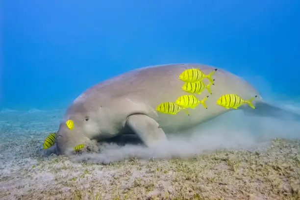 The dugong is a medium-sized marine mammal. It is one of four living species of the order Sirenia, which also includes three species of manatees. It is the only living representative of the once-diverse family Dugongidae; its closest modern relative, Steller's sea cow (Hydrodamalis gigas), was hunted to extinction in the 18th century. The dugong is the only strictly marine herbivorous mammal, as all species of manatee use fresh water to some degree.