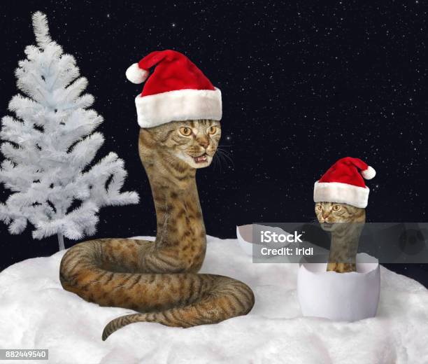 Serpente Gatto E Capodanno - Fotografie stock e altre immagini di Natale - Natale, Gatto domestico, Inverno