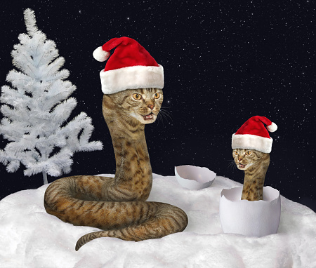 The cat snake in the cap of Santa Claus is on the snow. Its baby is next to it in the shell.