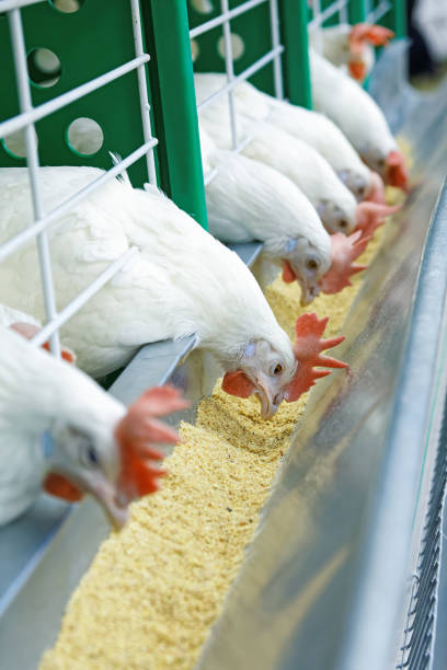 istock A few white chickens in a row are fed 882452920