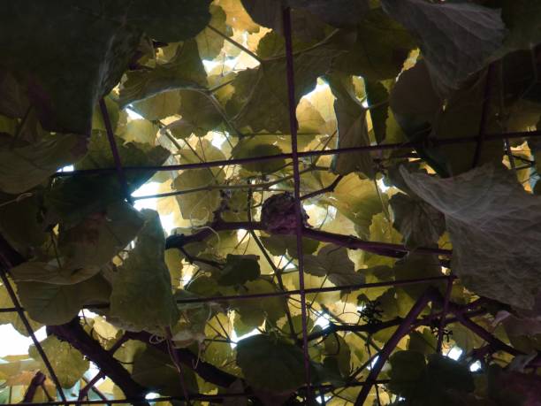 istock Nest of hummingbird in the grapevine 882461530