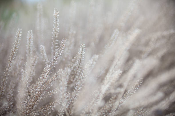 istock Dry plants in the field 882464524
