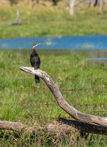 African darter (snakebird - Anhinga rufa), Moremi Game Reserve, Okavango Delta, Botswana