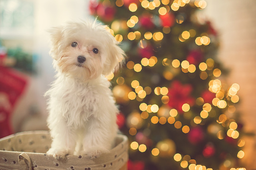 Cute Maltese dog puppy in gift box near Christmas tree
