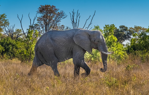 Elephant bull in musth, Moremi Game Reserve, Okavango Delta, Botswana