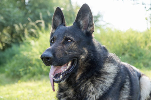 istock Side view of German Shepherd Dog 882471646