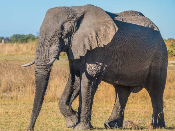 istock Elephant bull, Moremi Game Reserve, Okavango Delta, Botswana 882474760
