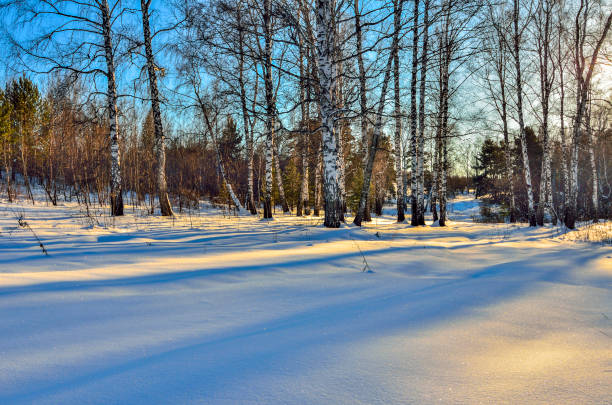 istock Few birches on the edge of winter forest in sunlight 882474938