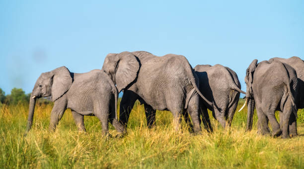 istock Elephant family, Moremi Game Reserve, Okavango Delta, Botswana 882474942