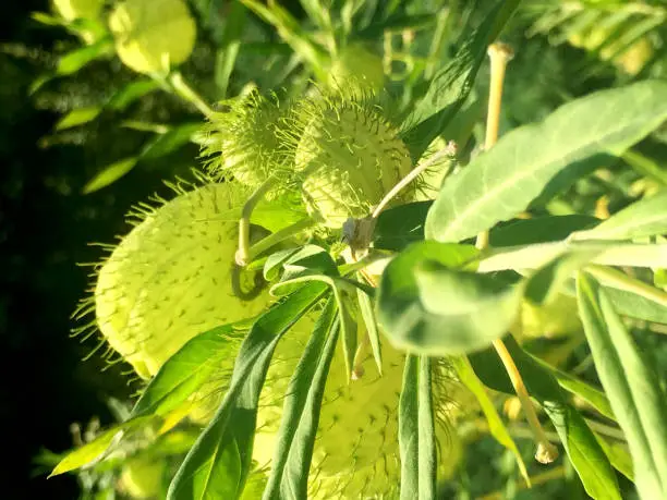 Gomphocarpus Physocarpus - the balloon plant