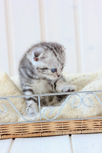 istock Portrait of young kitten 882480738