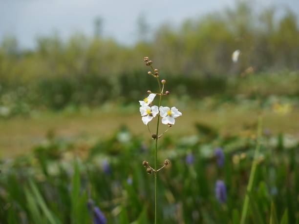 arrowhead flower (Sagittaria latifolia) in the Florida Everglades