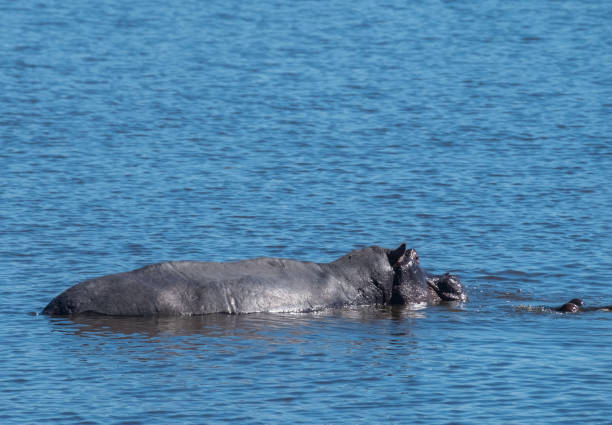 Hippo pool, Moremi Game Reserve, Okavango Delta, Botswana