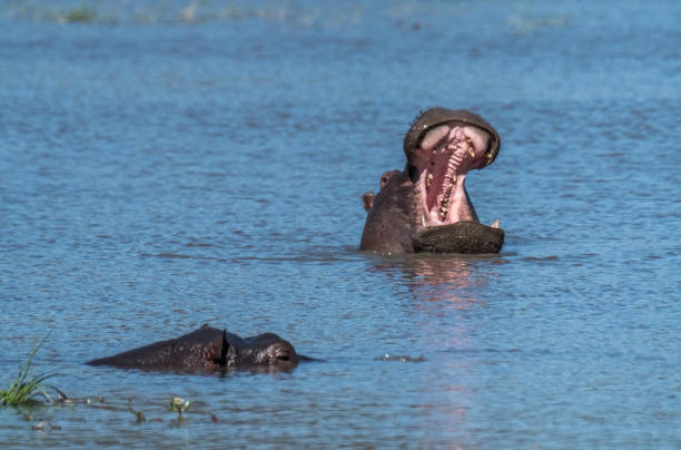 Hippo pool, Moremi Game Reserve, Okavango Delta, Botswana