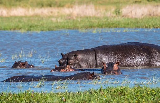 Hippo pool, Moremi Game Reserve, Okavango Delta, Botswana
