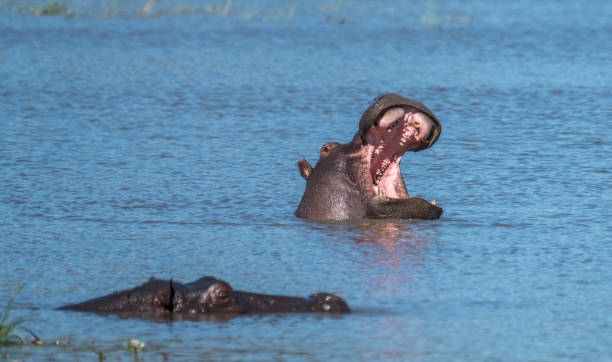 istock Hippo pool, Moremi Game Reserve, Okavango Delta, Botswana 882487792