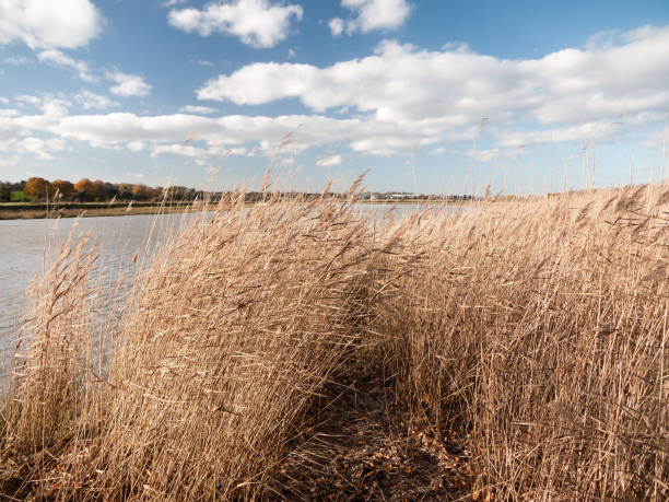 istock golden flowing stunning reeds landscape country open plain 882487814