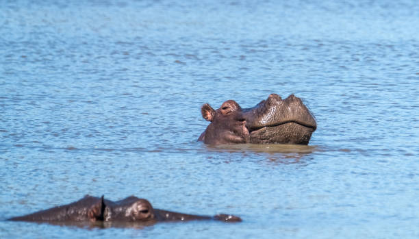 istock Hippo pool, Moremi Game Reserve, Okavango Delta, Botswana 882491608