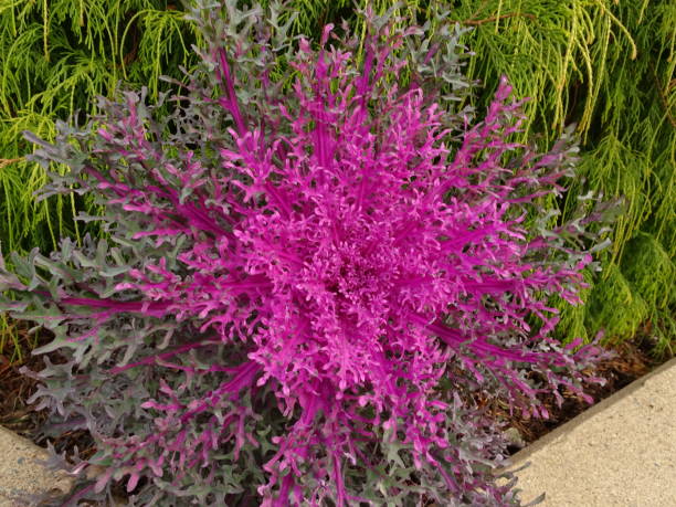 spiky purple ornamental cabbage and kale stock photo