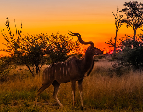 Male greater kudu at sunset, Moremi Game Reserve, Okavango Delta, Botswana