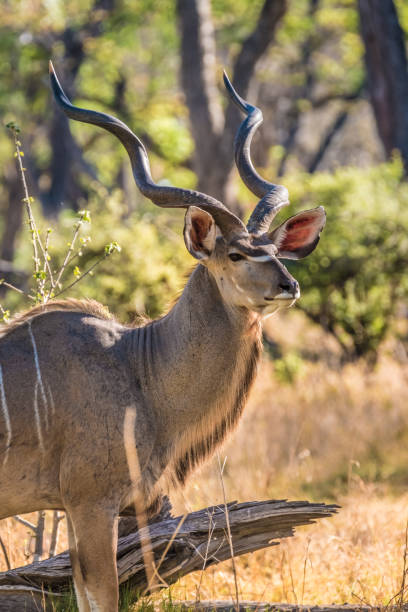 istock Male greater kudu, Moremi Game Reserve, Okavango Delta, Botswana 882494590